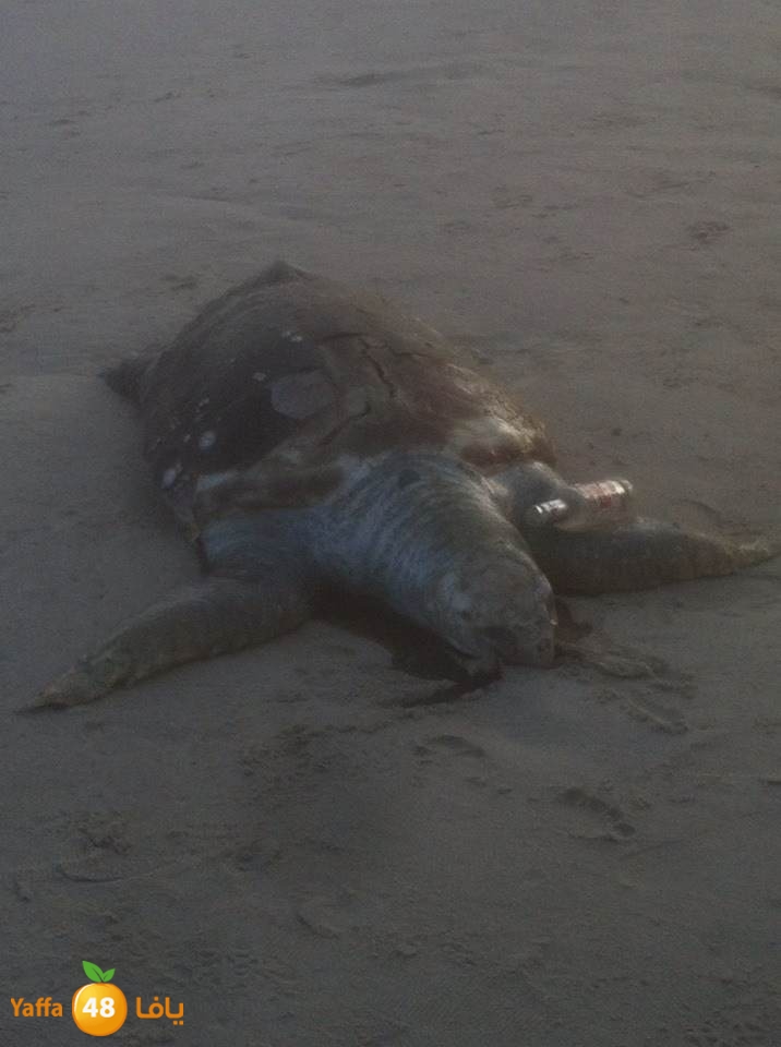 sol7afah 810 (4).jpg